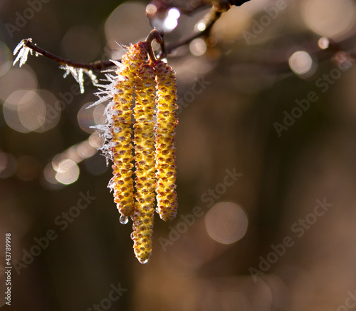 willow catkins in the ice