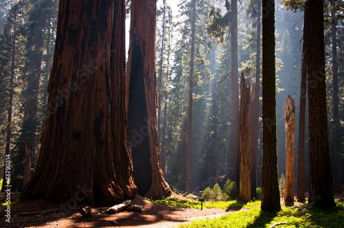Sequoia National Park #43790314