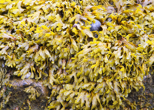 Bladder wrack, Fucus vesiculosus photo