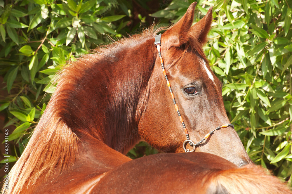Chestnut Arabian on a pasture