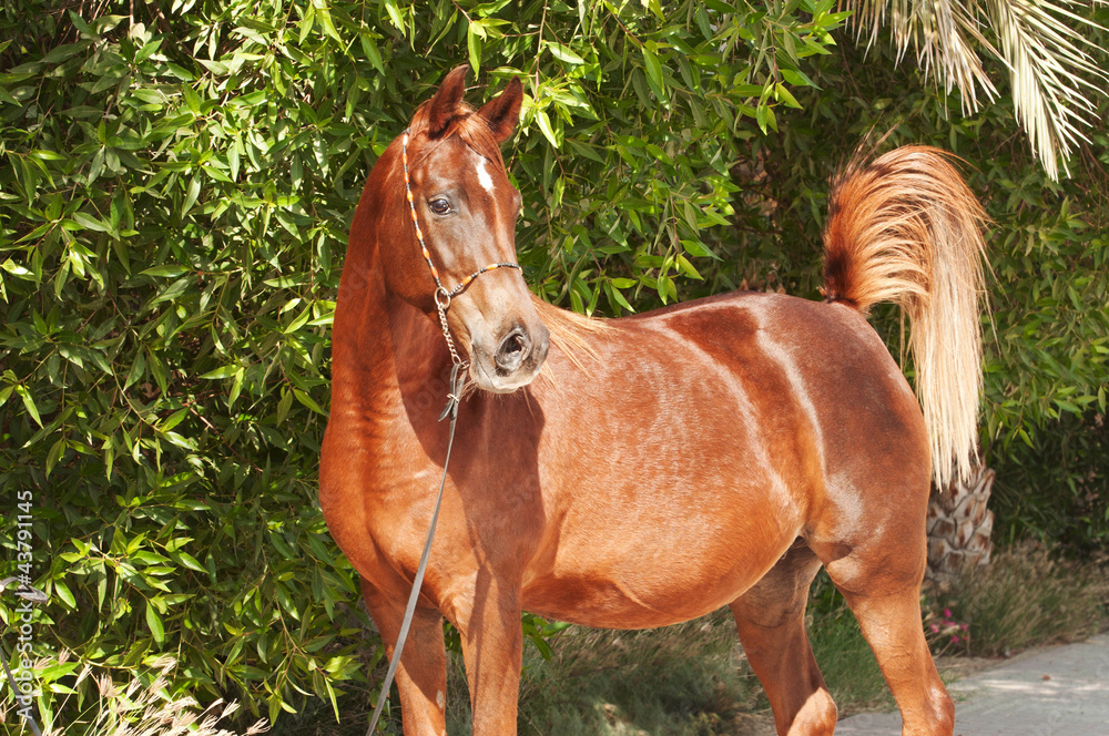 Chestnut Arabian on a pasture