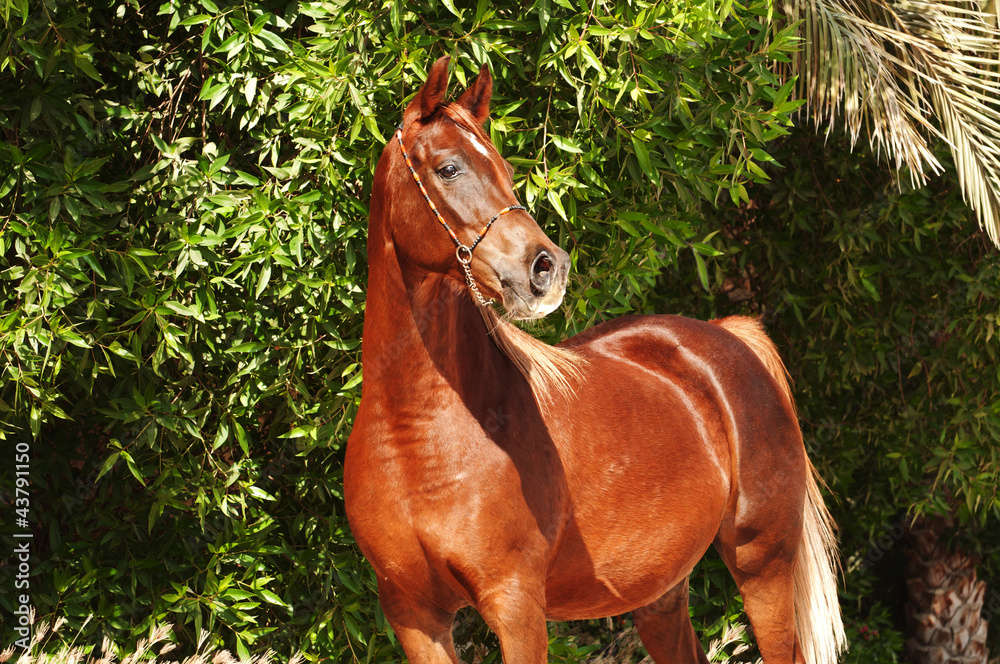 Chestnut Arabian on a pasture