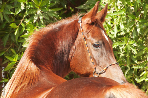 Obraz na płótnie Chestnut Arabian on a pasture w salonie