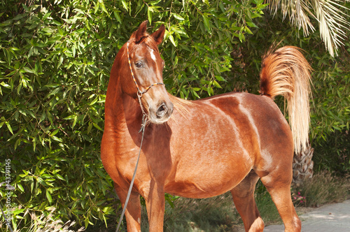 Obraz na płótnie Chestnut Arabian on a pasture w salonie