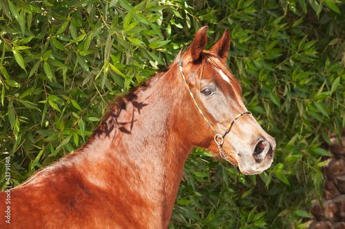 Chestnut Arabian on a pasture