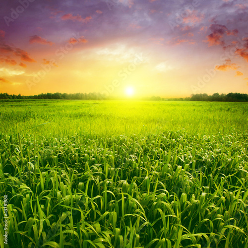 Field of green wet grass and colorful sunset.