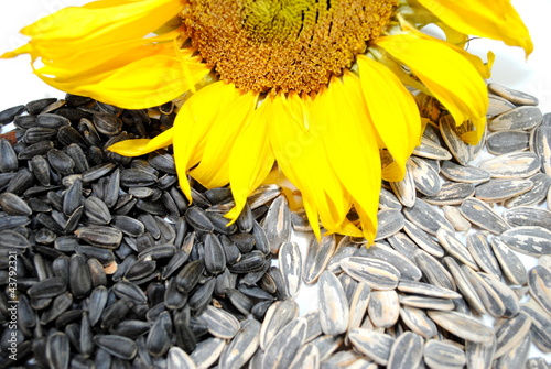Sunflower and Seeds