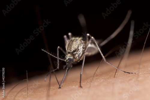 Mosquito sucking blood, macro photo © Henrik Larsson