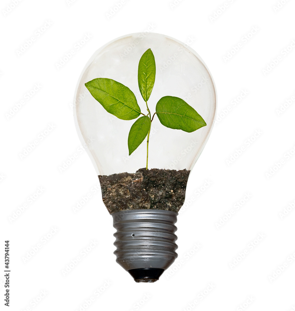 sapling in lamp sapling in lamp