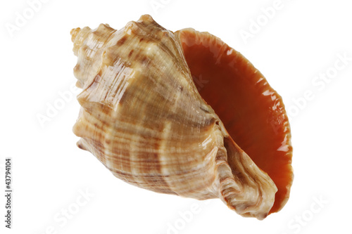 seashell of mollusc