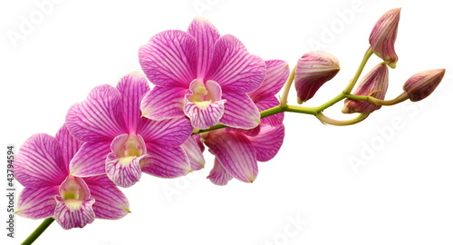 Purple orchid © plepann