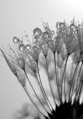 Fotobehang Paardenbloem met waterdruppels Paardenbloem met dauwdruppels in macro  © vencav