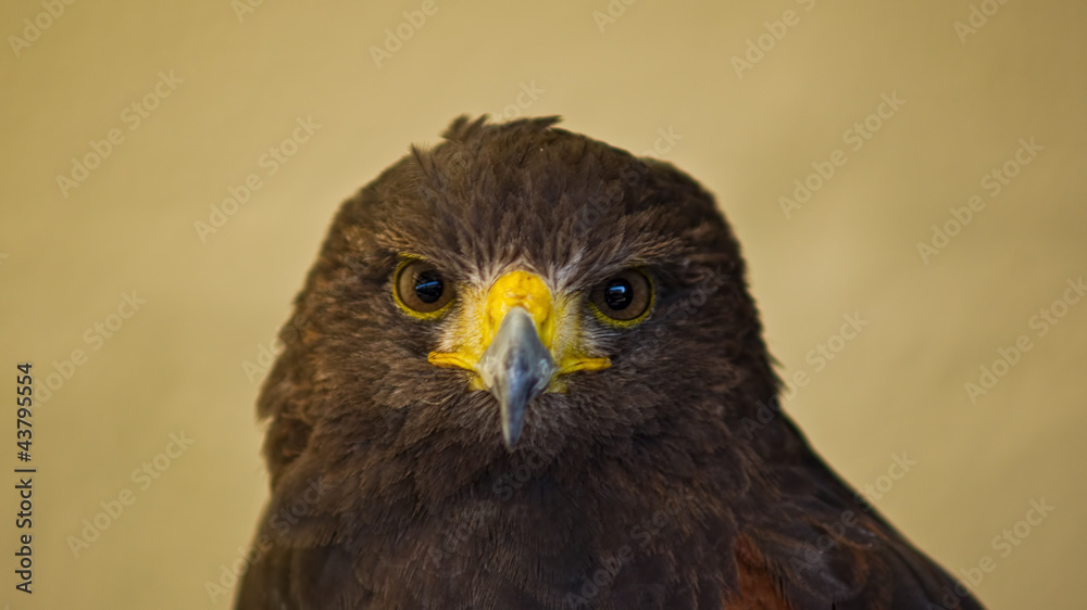 Bird of prey Bird of prey