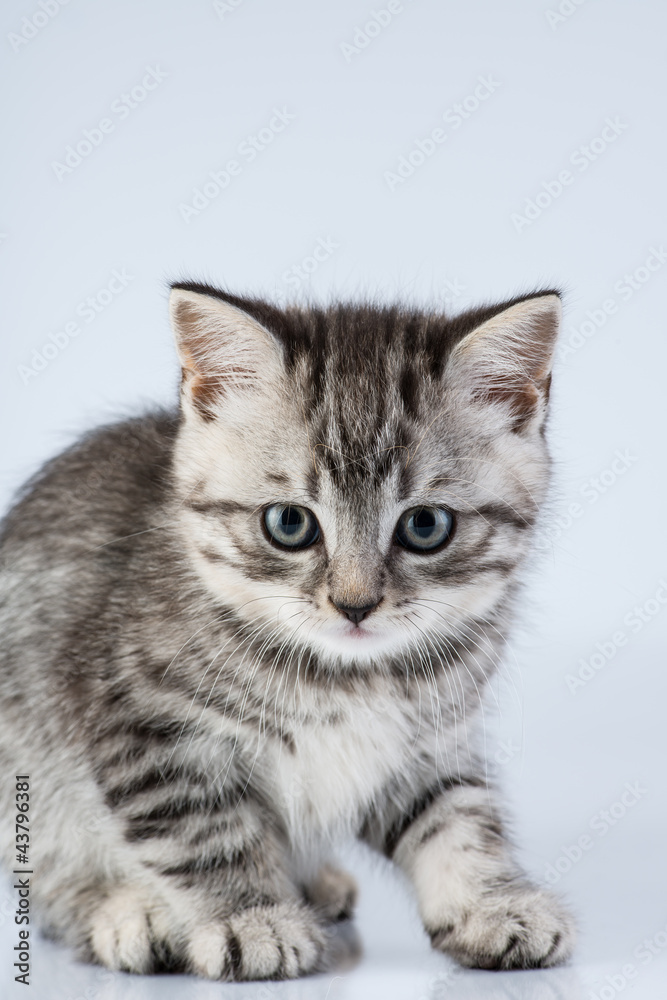 Britain's little kitten Britain's little kitten