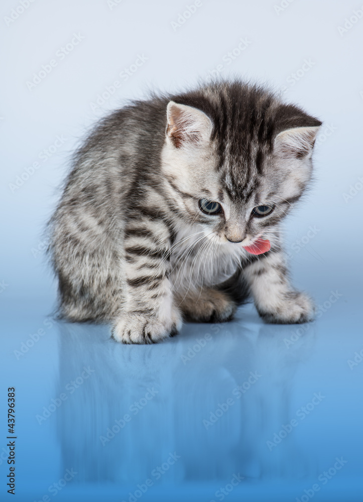 Obraz premium Britain's little kitten