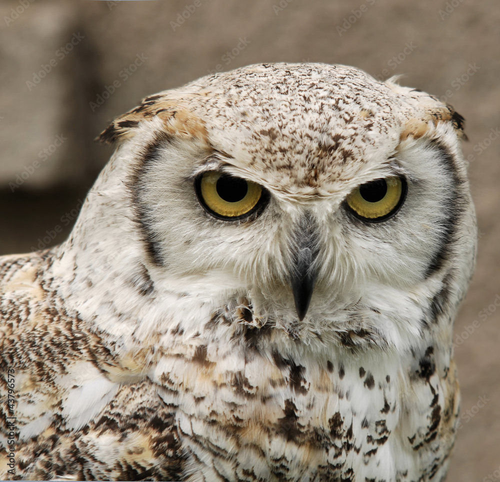 Obraz premium Kandish Owl