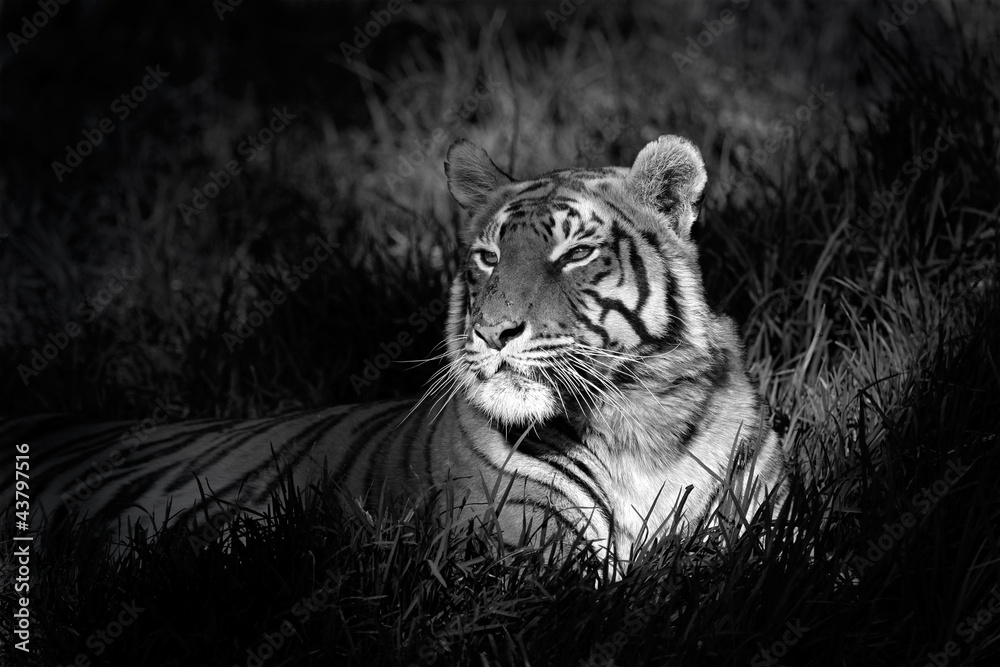 Naklejka premium Monochromatyczny obraz tygrysa bengalskiego