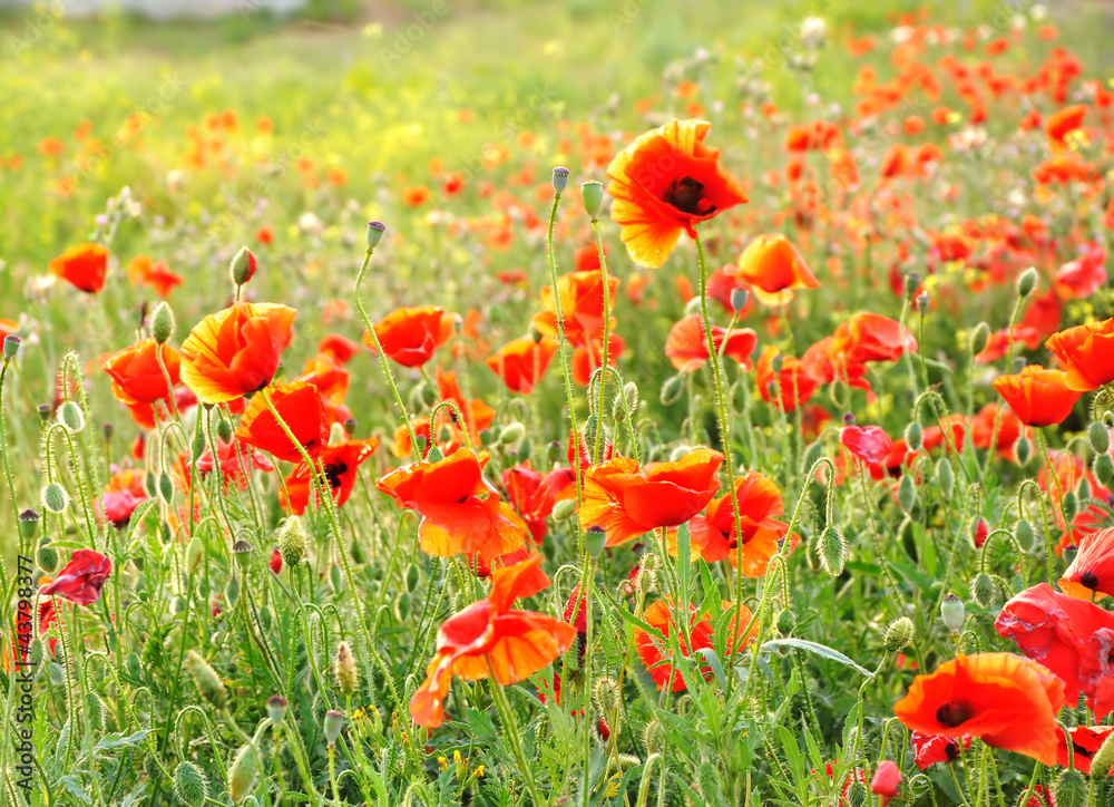 Naklejka premium Scarlet field poppies blooming