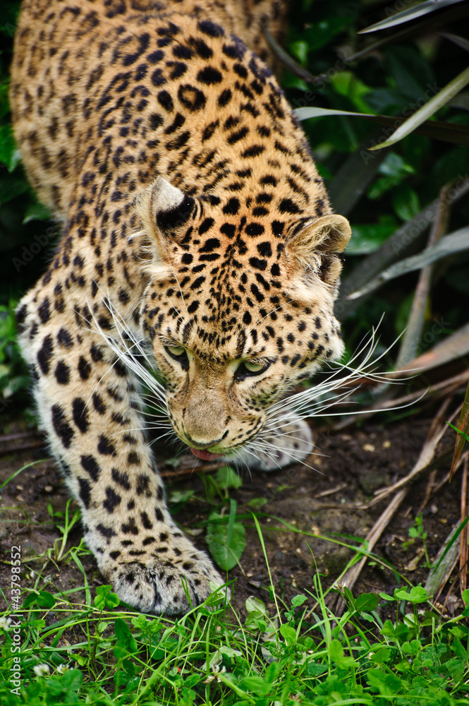 Fototapeta premium Beautiful leopard Panthera Pardus big cat amongst foliage