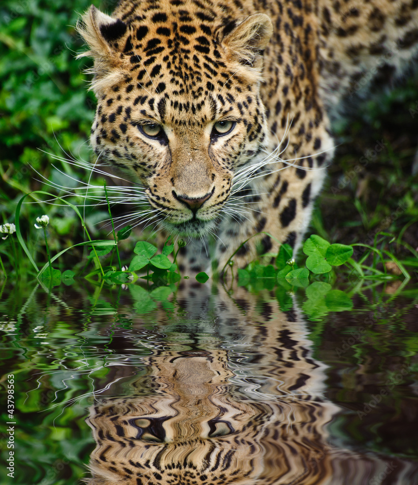 Beautiful leopard Panthera Pardus big cat amongst foliage reflec Beautiful leopard Panthera Pardus big cat amongst foliage reflec