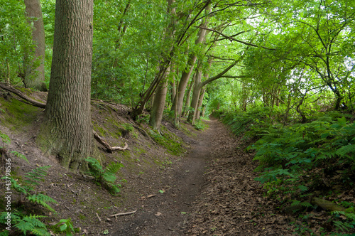 footpath in forest