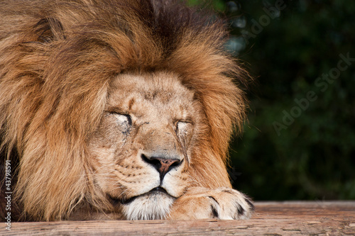 Fototapeta Naklejka Na Ścianę i Meble -  Portrait of King of the Jungle Lion Panthera Leo big cat