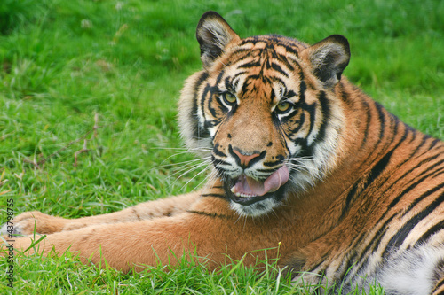 Portrait of Sumatran Tiger Panthera Tigris Sumatrae big cat