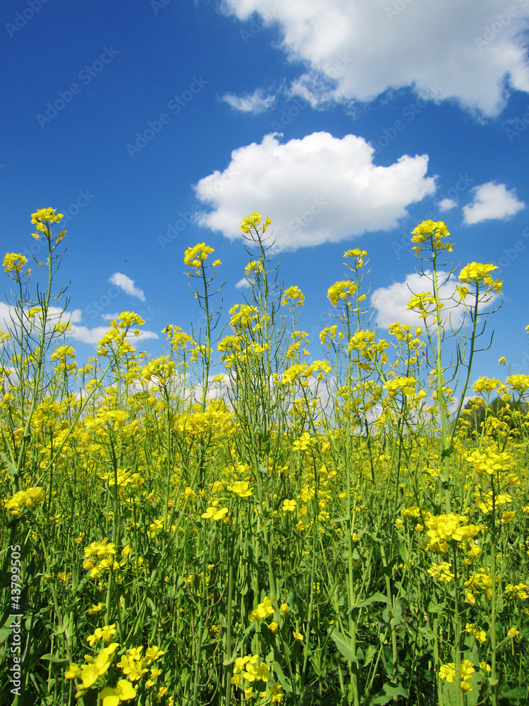 Sommer, Rapsfeld und blauer Himmel mit Wolken 2 Sommer, Rapsfeld und blauer Himmel mit Wolken 2