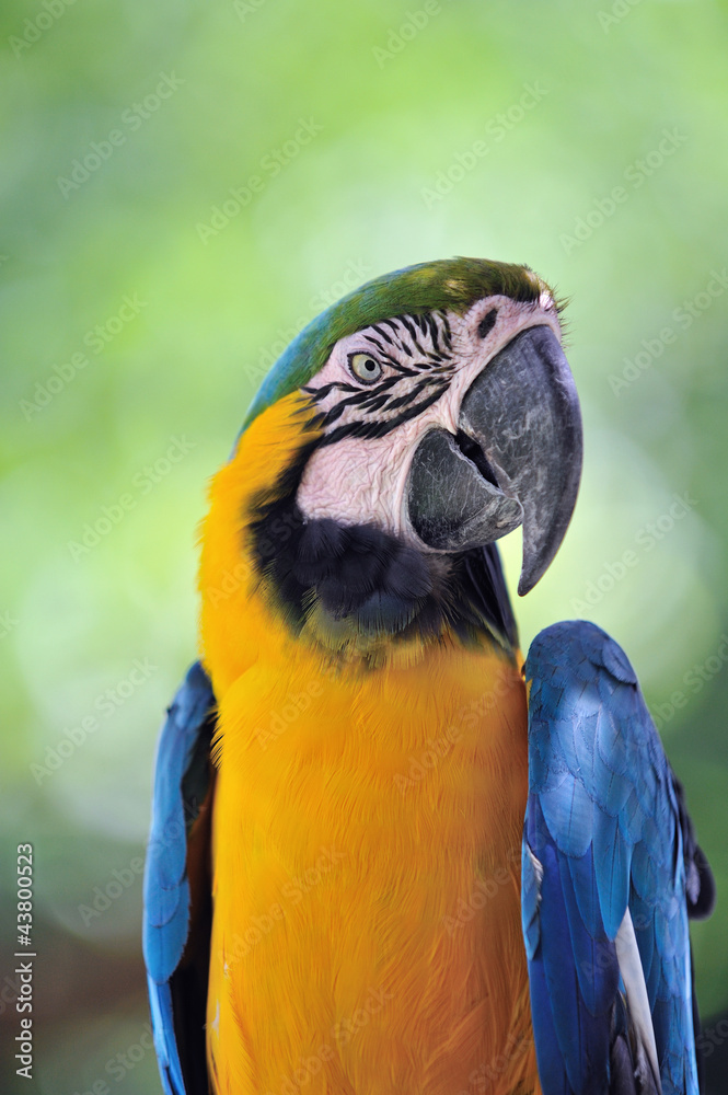 ルリコンゴウインコ ルリコンゴウインコ