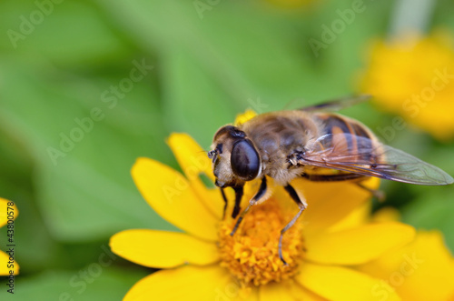 ミツバチの吸蜜 © TOMO