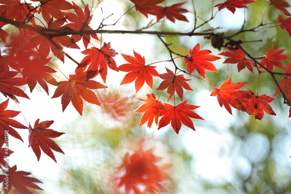 紅葉