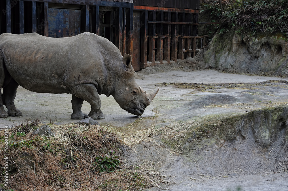 Naklejka premium サイのポートレート