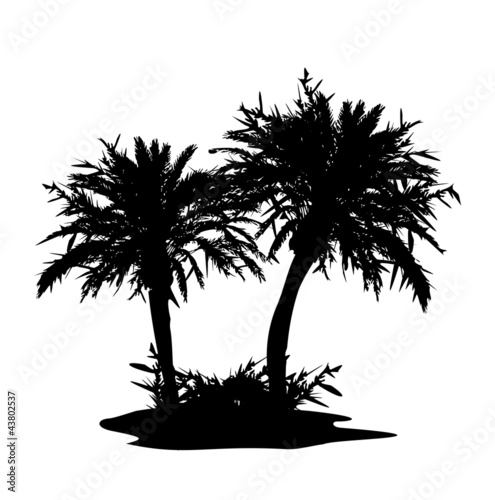 Palmen auf einer Insel