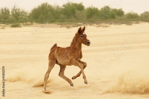 Arabian foal in desert