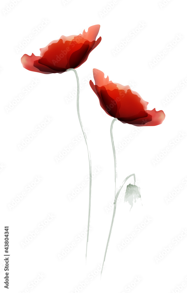 Obraz premium Red Poppy