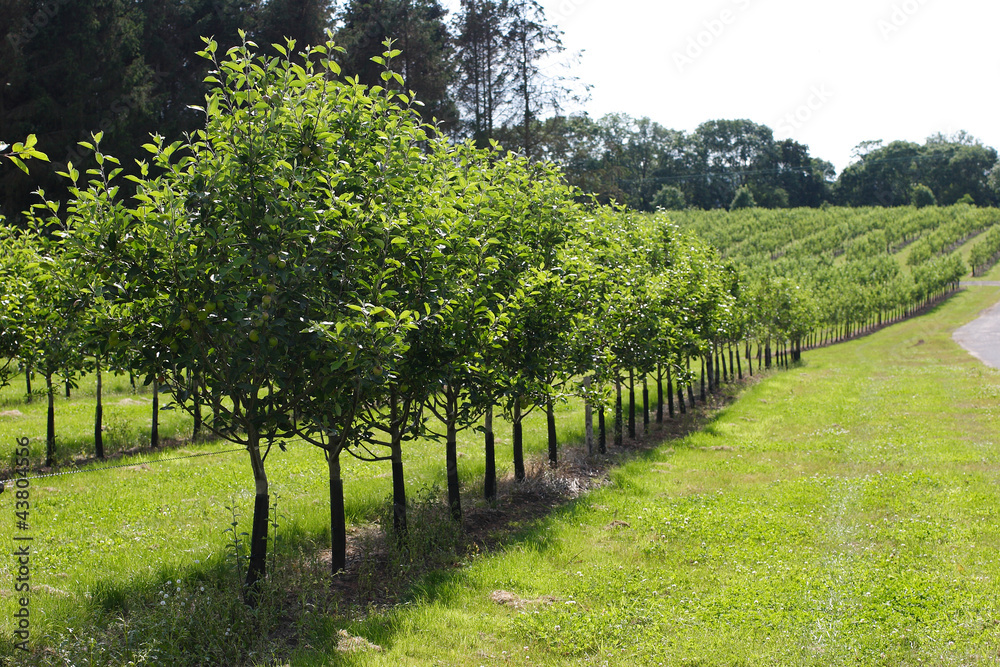 Naklejka premium Apple trees in an orchard