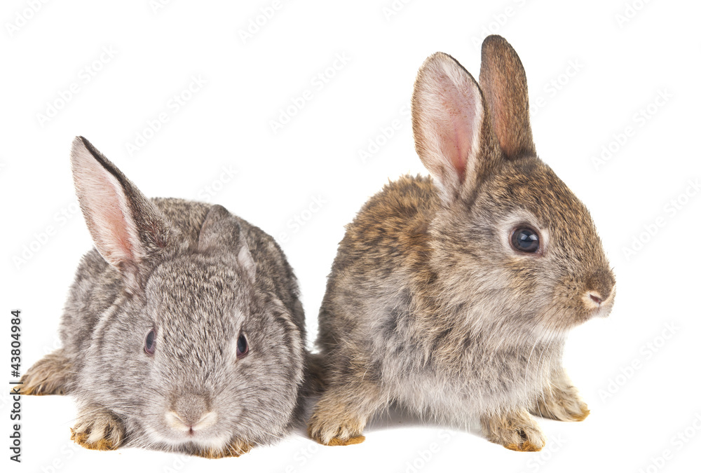 Fototapeta premium rabbits isolated