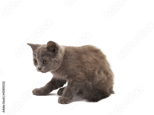 Grey kitten