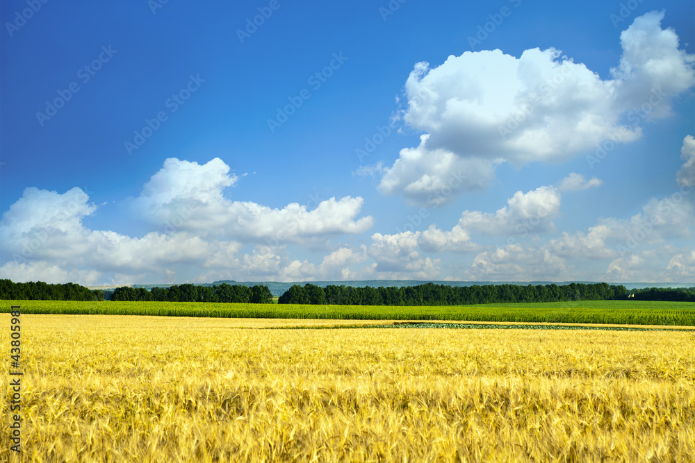 Beautiful spring field with the blue sky Beautiful spring field with the blue sky