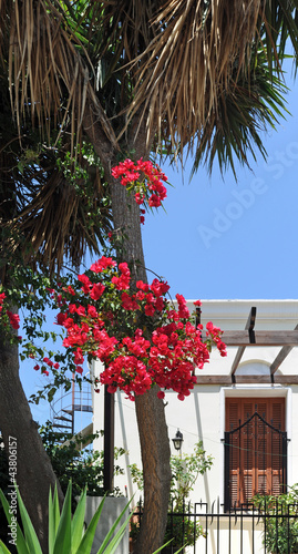 Bougainvillées à Kos photo