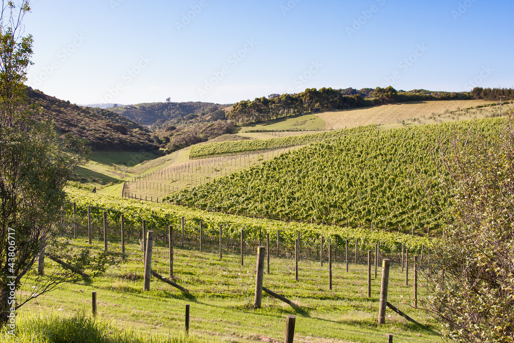 Fototapeta premium Vineyard