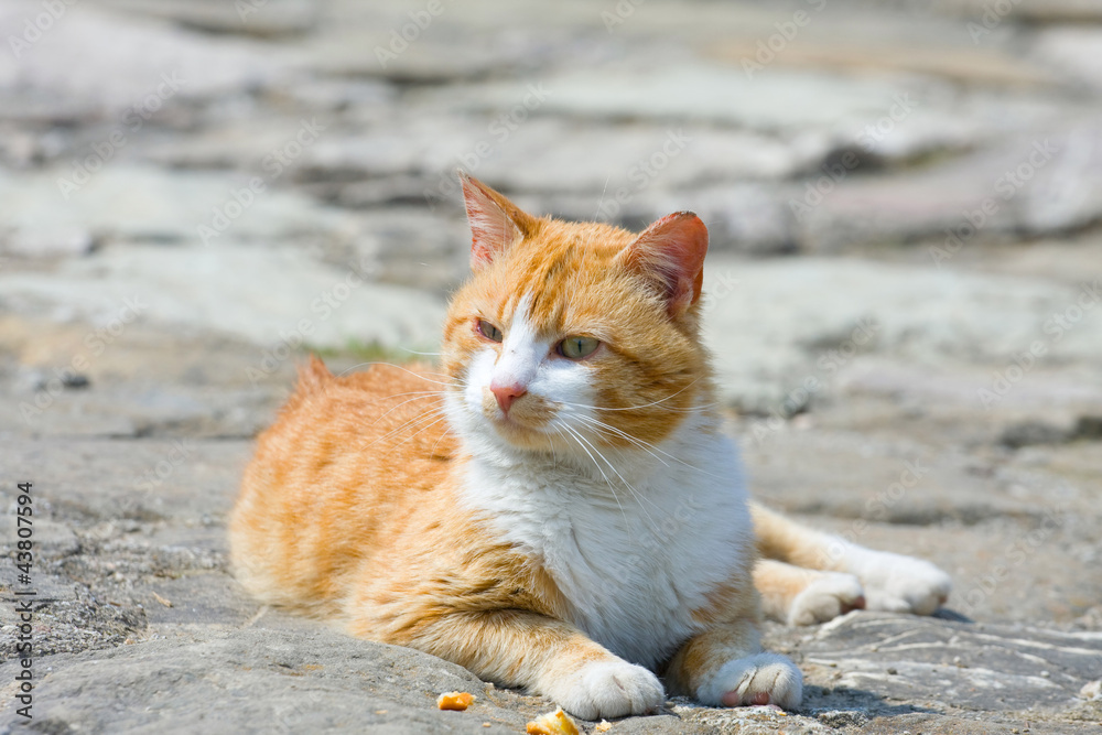 Naklejka premium Ginger cat