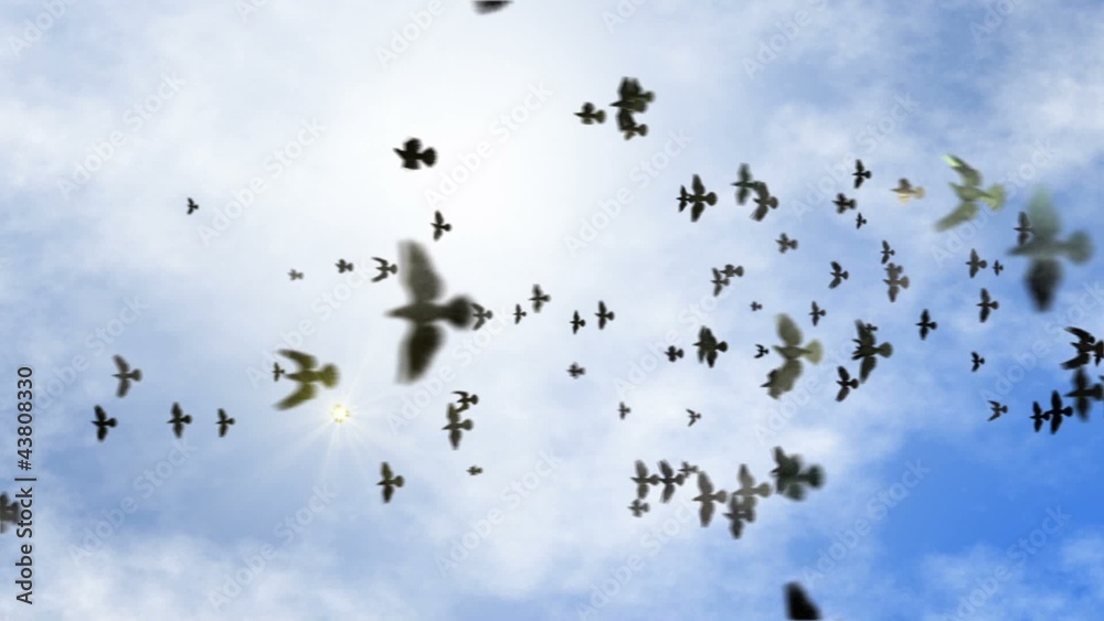 animated transition flying flock of pigeons with isolate alpha