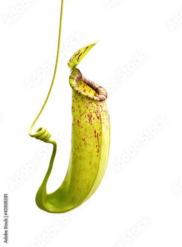 Nepenthes photo