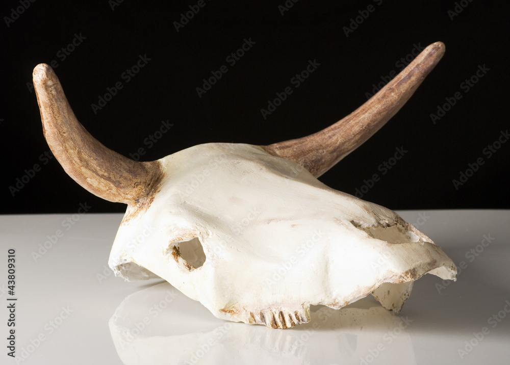 cow skull cow skull
