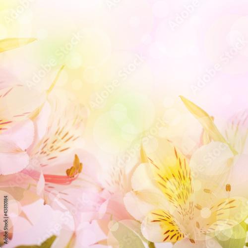 Fototapeta Naklejka Na Ścianę i Meble -  Beautiful flower is  in the rays of light, blured and colored