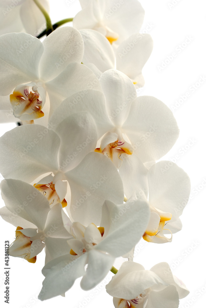 Orchid isolated on white background