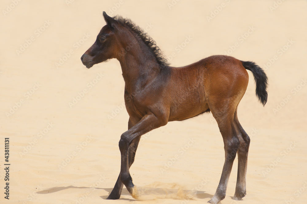 Arabian foal in desert Arabian foal in desert