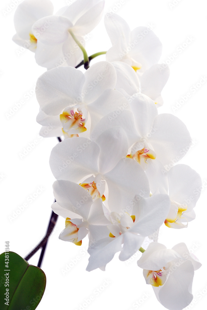 Orchid isolated on white background