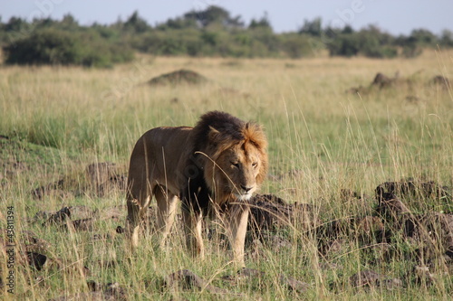 ケニアマサイマラ 王者ライオン